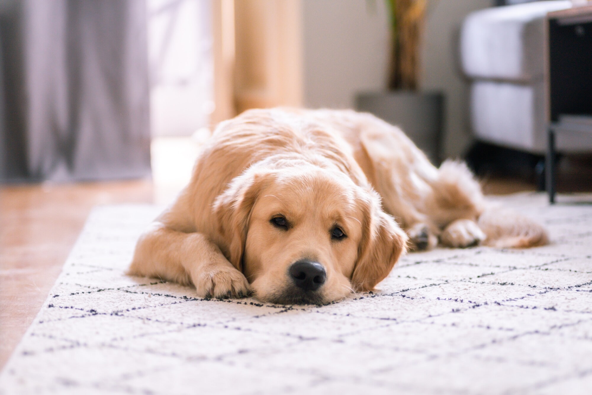 Pros and Cons of Allowing Pets in Your Orlando, FL Rental Property